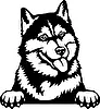 Naklejka Husky