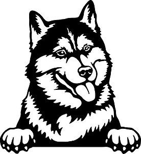 Naklejka Husky